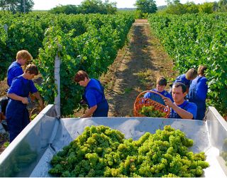 Термін збирання винограду в «Агрофірмі Шабо» призначає енолог
